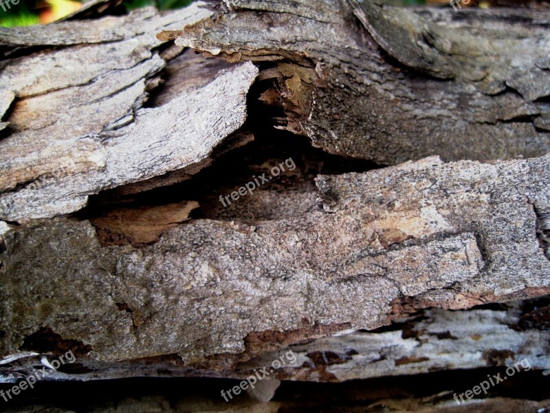 Bark Peeling Dead Wood Tree Trunk