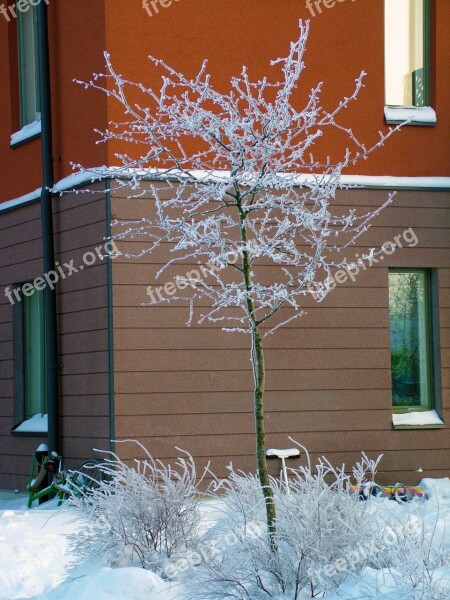 Tree Winter Snow Frost House