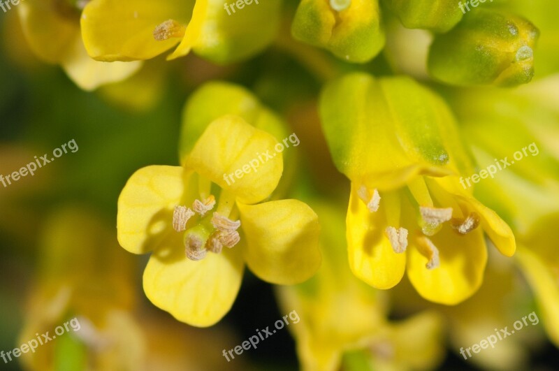 Flowers Yellow Macro Wild Flowers Free Photos