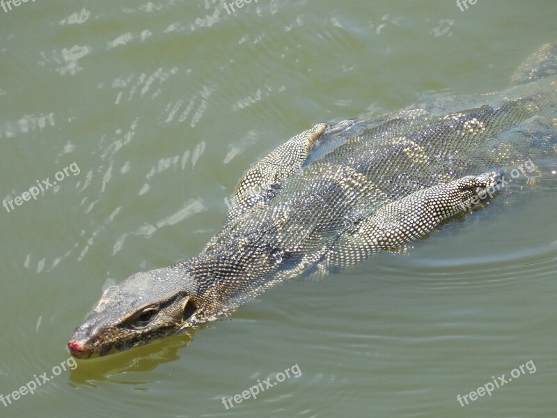 Lizard Water Swimming Iguana Reptile