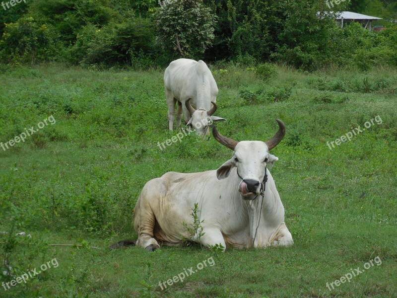 Thailand Countryside Animal Nature Cow