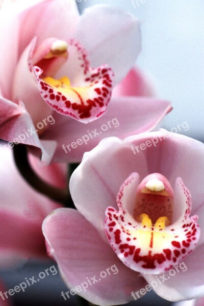 Cymbidium Orchid Orchid Pink Orchid Orchid Show Free Photos