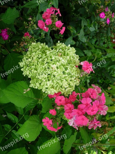 Hydrangea Phlox Colorful White Pink