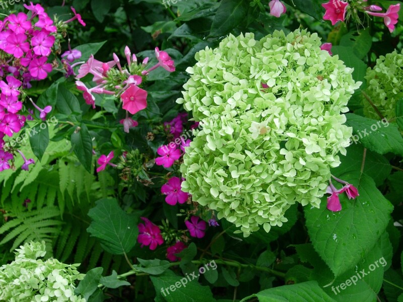 Hydrangea Blossom Bloom White Inflorescence