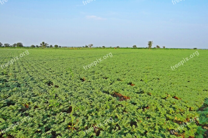 Chickpea Cultivation Bengal Gram Cicer Arietinum Karnataka