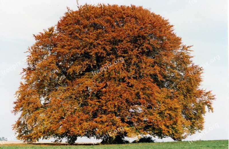 Bavaria Beech Beech Tree Large Old