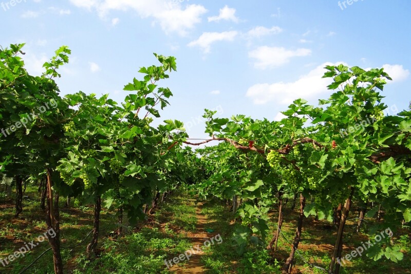 Vineyard Grape Vine Grape Farming Grapes