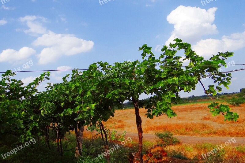 Vineyard Grape Vine Agriculture Farming Karnataka