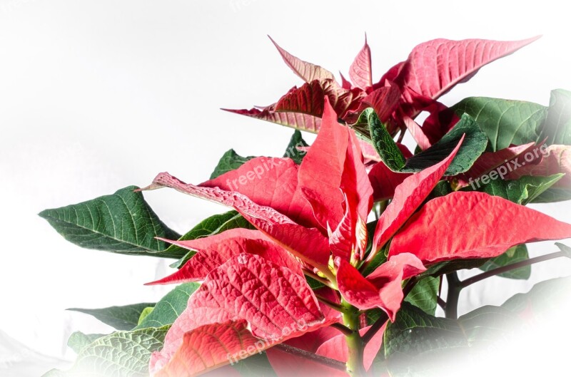 Poinsettia Red Leaf Advent Winter Flower Free Photos