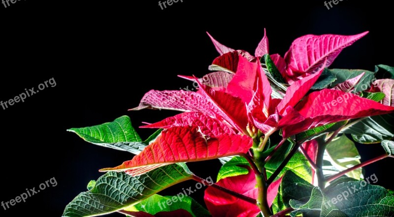 Poinsettia Red Leaf Advent Winter Flower Free Photos