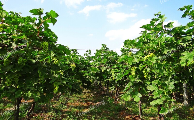 Vineyard Grape Vine Agriculture Farming Karnataka