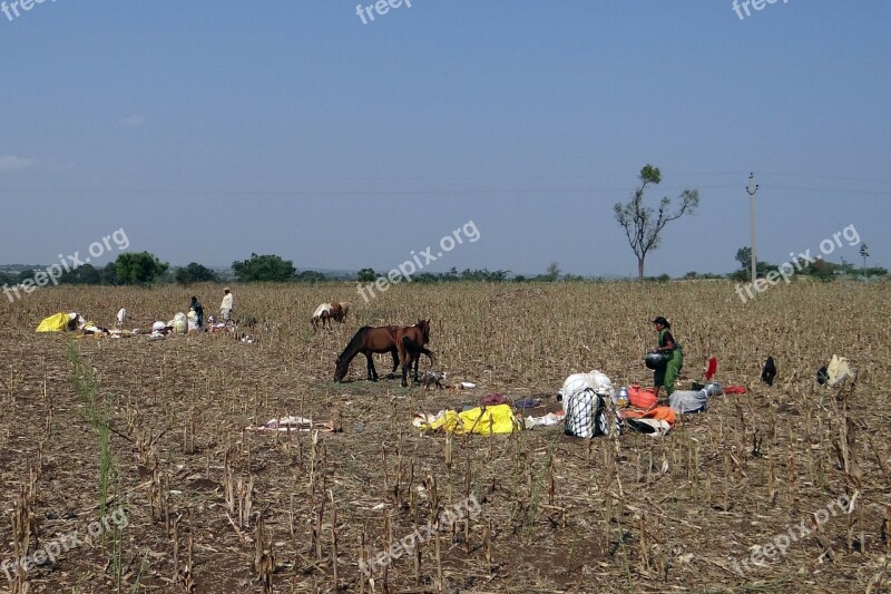 Rabadi Nomads Tribe Livestock Karnataka