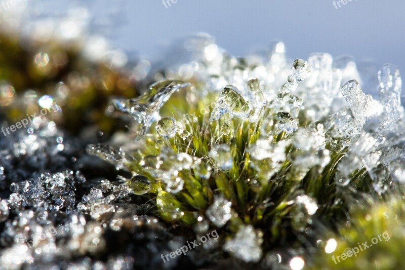 Hoarfrost Moss Winter Snow Cold