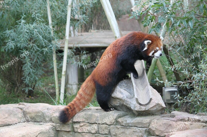 Red Panda Panda Bear Mammal Cute