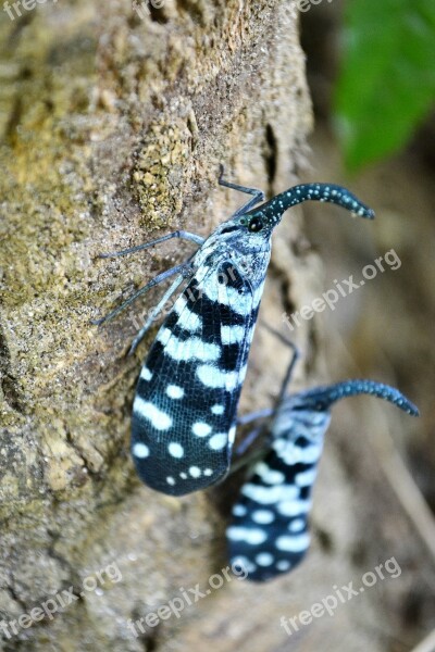 Canthigaster Cicada Inset Colorful Insect Pest