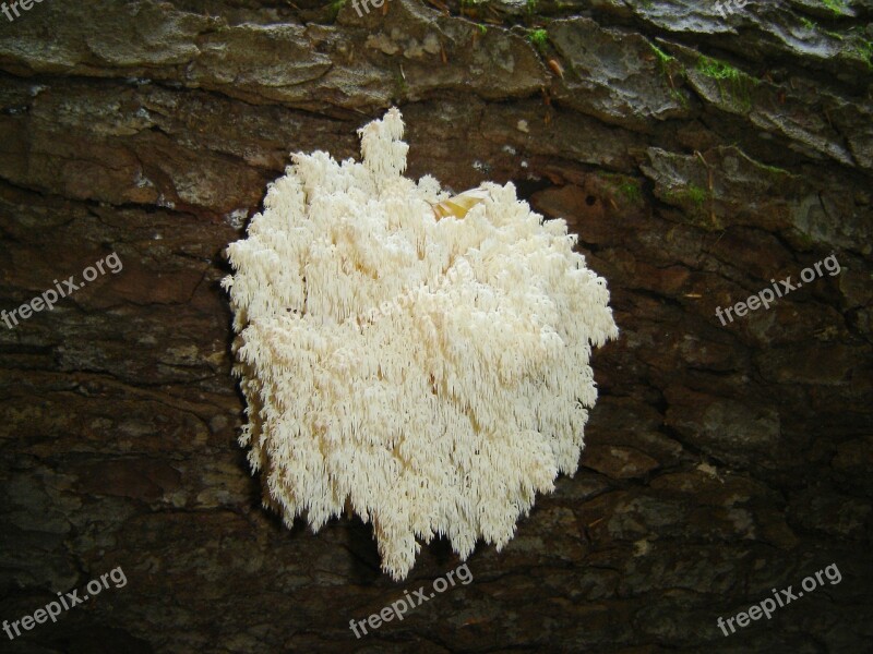 Coral Fungus Mushroom Bavarian Forest Free Photos