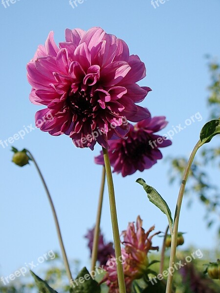 Dahlia Flower Bud Pink Flowers