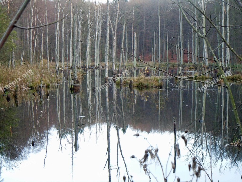 Trees In The Water Waldsee Mirroring Free Photos