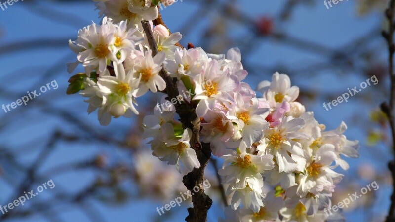 Cherry Blossoms Blossom Bloom Pink In The Autumn