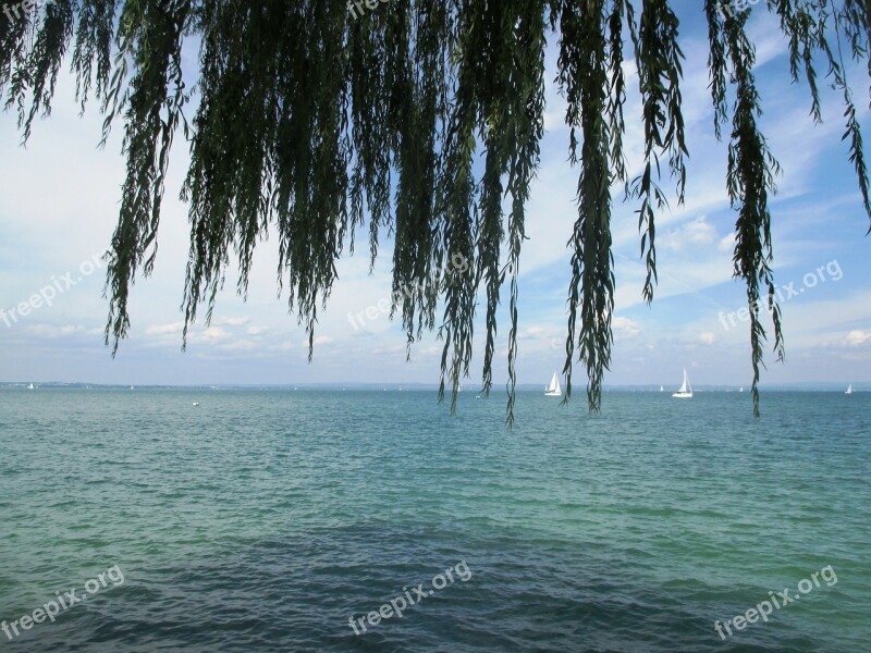 Water Lake Romanshorn Weeping Willow Pasture