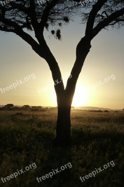 Tree Sun Sunset Africa Tarangire