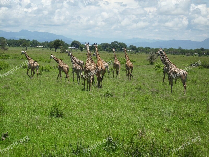 Giraffes Africa Mikumi National Park Wilderness