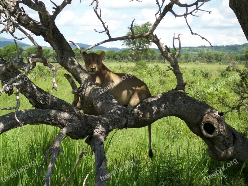 Africa Tansnia Mikumi Lion Wilderness