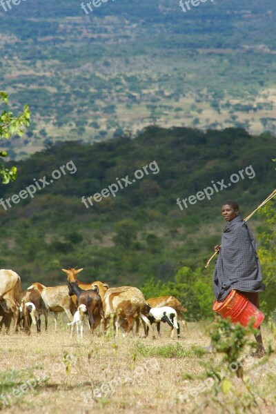 Africa Tanzania Landscape Green Wide