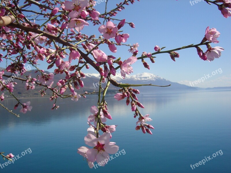 Flower Lac Du Bourget Mountain Hiking Free Photos