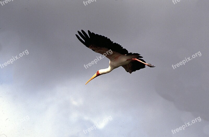 Heron Heron In Flight Free Photos