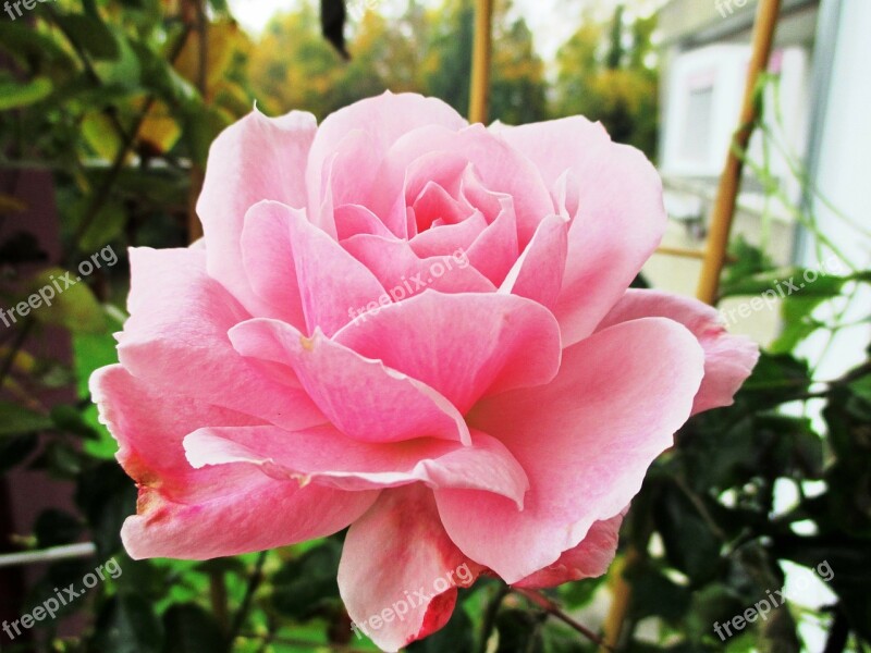 Flower Rose Pink Flower Plant Nature