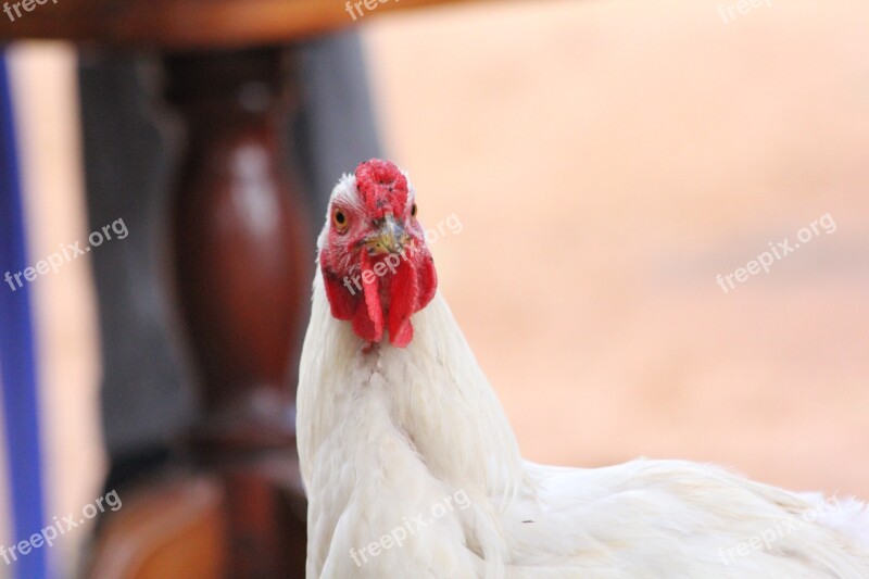 Animal Chicken Africa Bird Nature