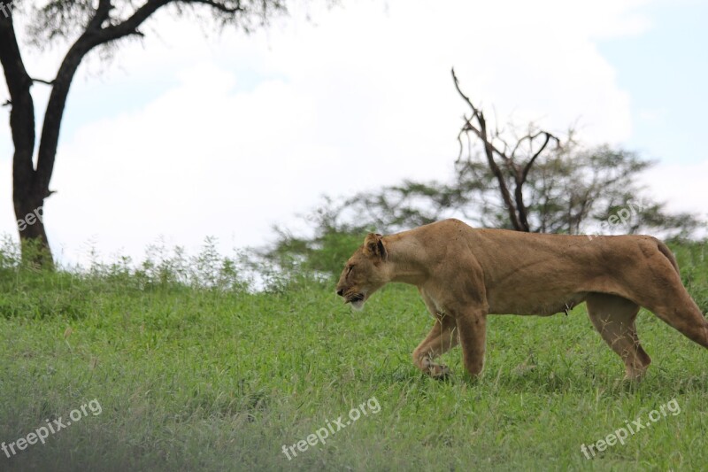 Africa Tanzania Tarangire Lion Lioness