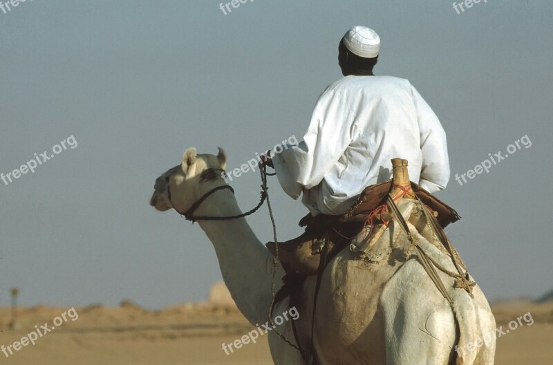 Camel Camel Riders Ride Dromedary Egypt