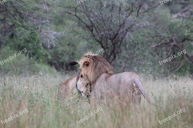 Lion Lioness Couple Pair Africa