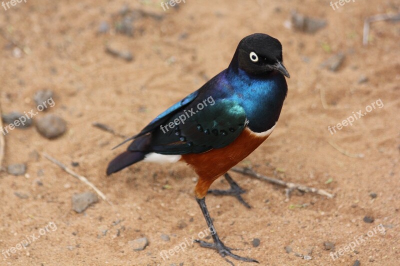 Bird Africa Tanzania Tarangire Colorful