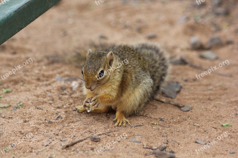 Squirrel Africa Tanzania Tarangire Gophers