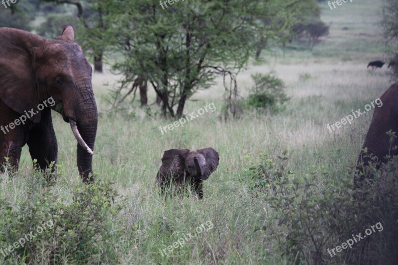 Elephant Family Elefentankind Elephant Africa Tanzania