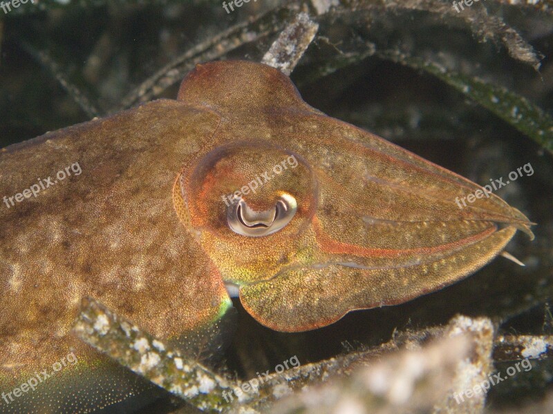 Kalmar Mediterranean Malta Diving Underwater