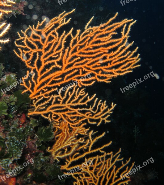 Coral Mediterranean Divers Underwater Nature