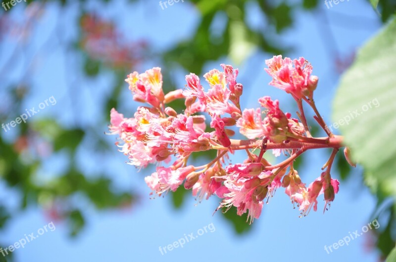 Horse Chestnut Pink Green Blue Free Photos