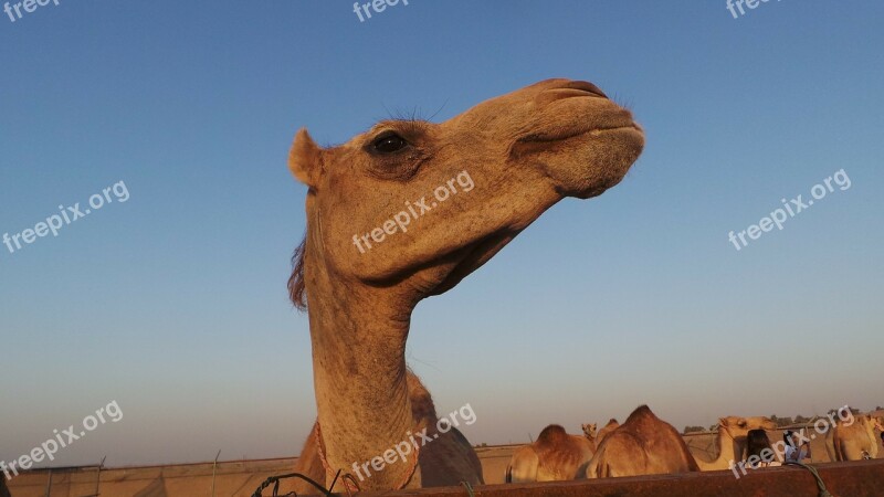 Camel Dromedary Animal Head Desert