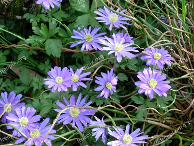 Anemones Violet Spring Flowers Flowers Garden