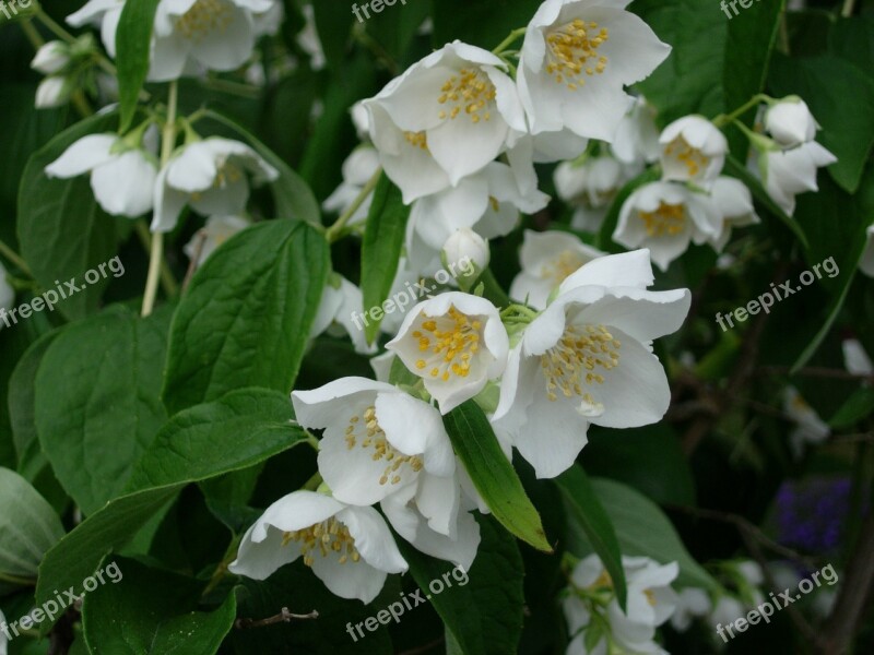 Jasmin Bush Blossom Bloom White