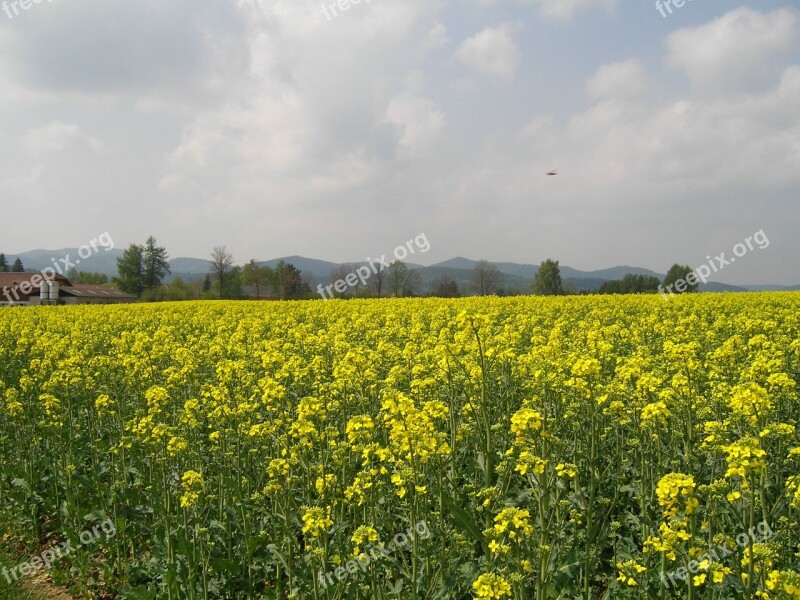 Field Of Rapeseeds Field Flowers Free Photos