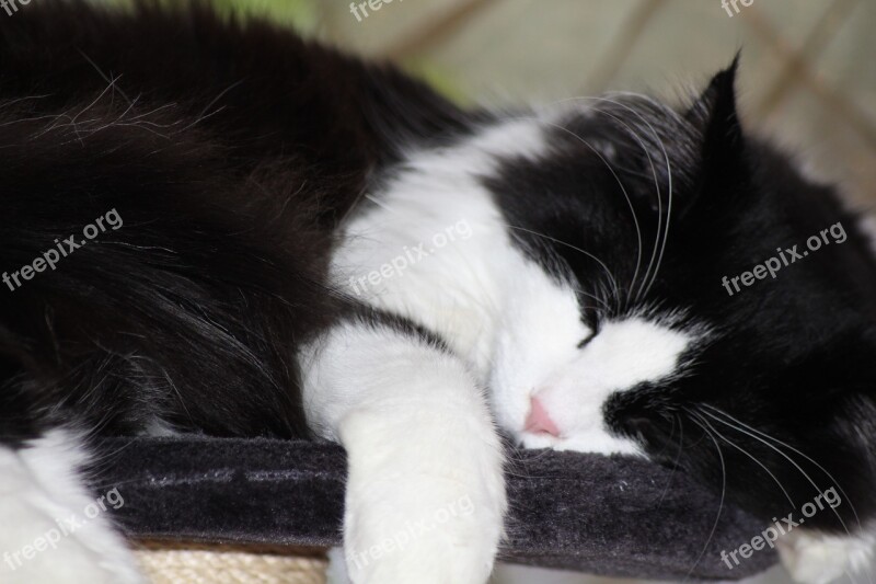 Chill Out Black And White Sleep Longhair Cat Maine Coon