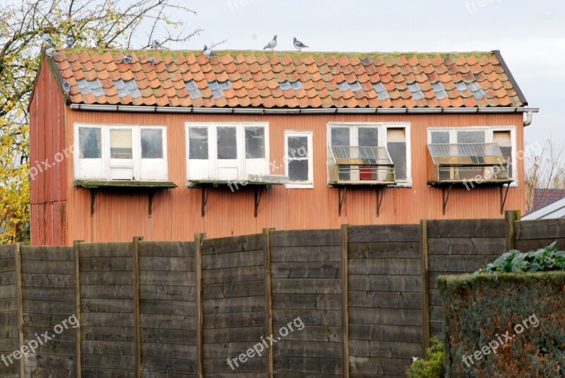 Pigeons Pigeon Dovecote Building Free Photos