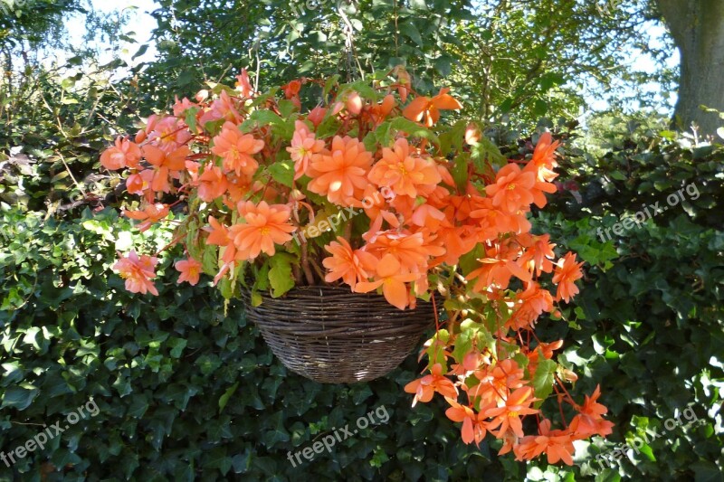 Flower Orange Nature Garden Hanging