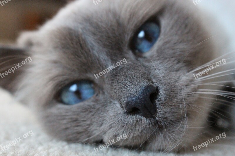 Birman Blue Eyes Cat Close-up Portrait