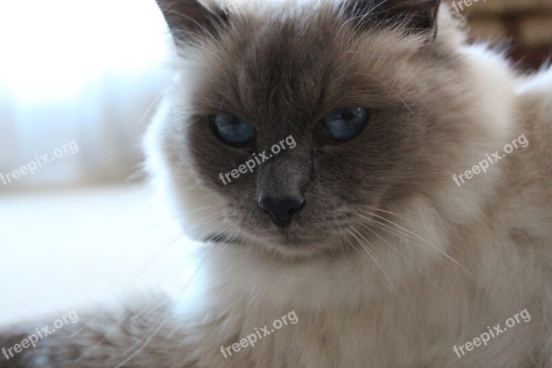 Birman Blue Eyes Cat Close-up Portrait